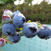 Blueberry fruit Vaccinium hybrid By Forest and Kim Starr [CC BY 2.0 (https://creativecommons.org/licenses/by/2.0/)] via Flickr https://flic.kr/p/YPeLSS