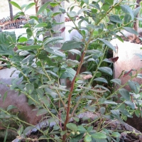 Potted Magnolia Blueberry from Cheryls My Edible Fruits