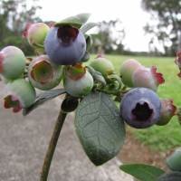 Blueberry misty compliments of Burnt Ridge
