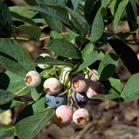 Lots of Powderblue blueberries