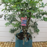 Blueberry+plant+in+bonsai+bag