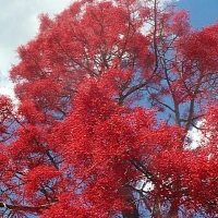 Flame Tree