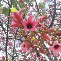 Brachychiton discolor flowers
