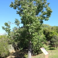 Courtesy of Tree Logic