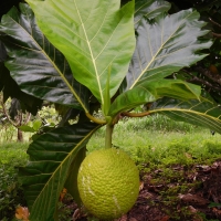 Breadfruit growing on the tree ready to be picked.  By DaleysFruit.com.au [All Rights Reserved]