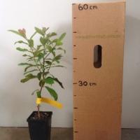 Brown Bolly gum For Sale (Size: Medium) (Grown from Seed)