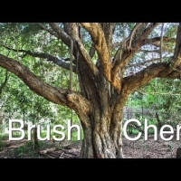 Great Tree for Cattle