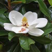 Magnolia grandiflora compliments of world of flowering plants