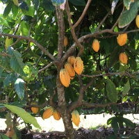 Trellised Cacao fruit Mission Beach Nth Qld