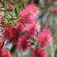 Callistemon Eureka compliments of pinterest