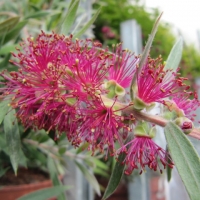 Callistemon Mauve Mist compliments of Gardens online