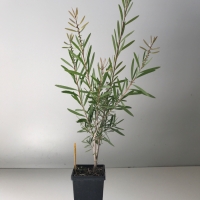 Callistemon - Pink Champagne For Sale (Medium)
