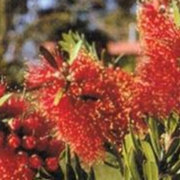 Callistemon red devil