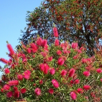 callistemon rose opal compliments of botanical gardnens CA