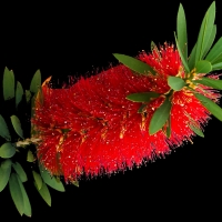Callistemon little john compliments of pbase