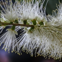 Callistemon salignus compliments of save water