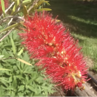 Callistemon viminalis Weeping bottlebrush by https://www.daleysfruit.com.au By DaleysFruit.com.au [All Rights Reserved]