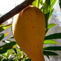 Picture of a ripe and ready to pick Canistel Fruit the skin has gone a vibrant orange colour  By DaleysFruit.com.au [All Rights Reserved]