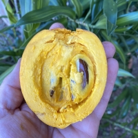 A bisected fruit displaying creamy yellow flesh and shiny brown seeds held in hand over green leaves By Daniel Stewart [All Rights Reserved,Supplier of DaleysFruit.com.au]