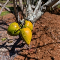 Ross Sapote fruit ripening on tree