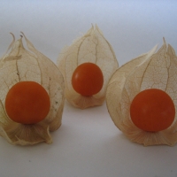 Cape Gooseberry