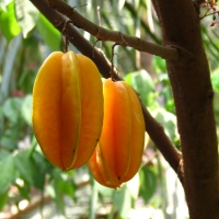 Carambola fruit on Tree By Mailamal [CC BY-SA 3.0 (https://creativecommons.org/licenses/by-sa/3.0)] from Wikimedia Commons