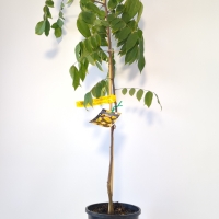 Carambola Starfruit - B10 For Sale