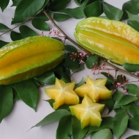 Carambola Starfruit - Kary