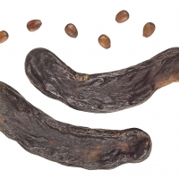 The Pods seeds and fruit of the carob fruit tree
