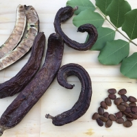 Carob pods arranged with pods seeds and leaf By DaleysFruit.com.au [All Rights Reserved]