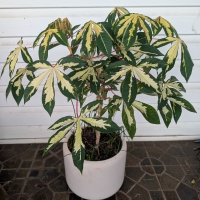 Variegated leaf on a potted Cassava plant