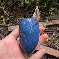 Cassowary Pine showing bright blue cassowary skin held in hand
