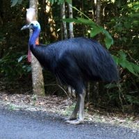 Cassowary seen crossing the ride while driving to Cape Tribulation
