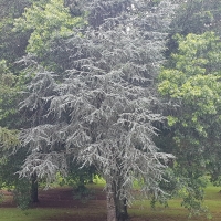 Shows the greyish coloured long needles on this younger himalyan cedar tree
