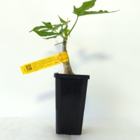 Chaya - Spinach Tree For Sale