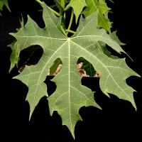 Chaya tree spinach