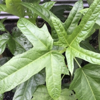 Chaya Spinach Kath