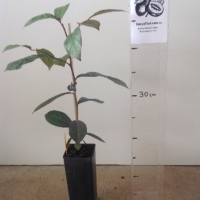 Buy Cheese Tree - Glochidion ferdinandi