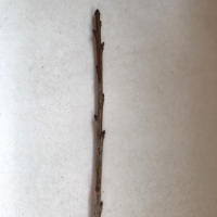 Cherry - Lapins For Sale (10-15cm)