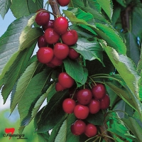 Cherry Lapins Compliments By Flemings Nurseries [All Rights Reserved, Supplier of DaleysFruit.com.au]