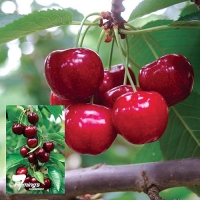 Starkrimson Cherry Fruit Tree By Flemings Nurseries [All Rights Reserved, Supplier of DaleysFruit.com.au]