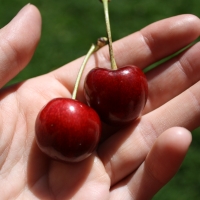 Cherry Stella Fruit By sand_and_sky [CC BY-SA 2.0 (https://creativecommons.org/licenses/by-sa/2.0/)] From Flickr https://flic.kr/p/cE3b8d