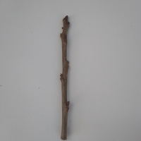 Cherry - Stella - Scion Wood For Sale