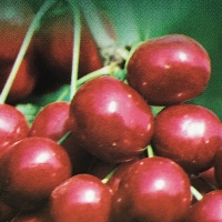 Cherry Sunburst Picture cropped from our supplier image By JFT Nurseries [All Rights Reserved, Supplier of DaleysFruit.com.au]