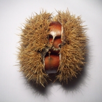 Chestnuts in burr By altotemi [CC BY-SA 2.0 (https://creativecommons.org/licenses/by-sa/2.0/)] via Flickr https://flic.kr/p/iYRWvD