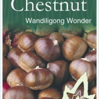 Chestnut Wandiligong Wonder By JFT Nurseries [All Rights Reserved, Supplier of DaleysFruit.com.au]