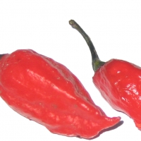 Chilli Ghost Pepper Whole Chili and Cut in Half Chili Modified Image By Gannon anjo at English Wikipedia (Transferred from en.wikipedia to Commons.) [Public domain], via Wikimedia Commons