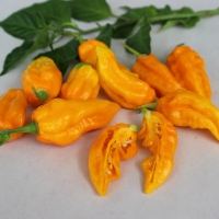 Chilli Habanero Orange By DaleysFruit.com.au [All Rights Reserved]