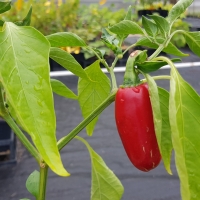Jalapeno fruiting already in Daleys Fruit Tree Nursery