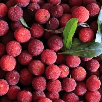 Fruit of Myrica rubra Chinese Red Bayberry Tree By Zhangzhugang (https://commons.wikimedia.org/wiki/File:Morella_rubra_-_Leping,_Jiangxi,_China_2014.06.15_11-43-07.jpg) [CC BY-SA 3.0 (https://creativecommons.org/licenses/by-sa/3.0)]